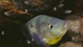 /album/fotogaleria/a639x360-1208177724-nueva-mojarra-jpg/